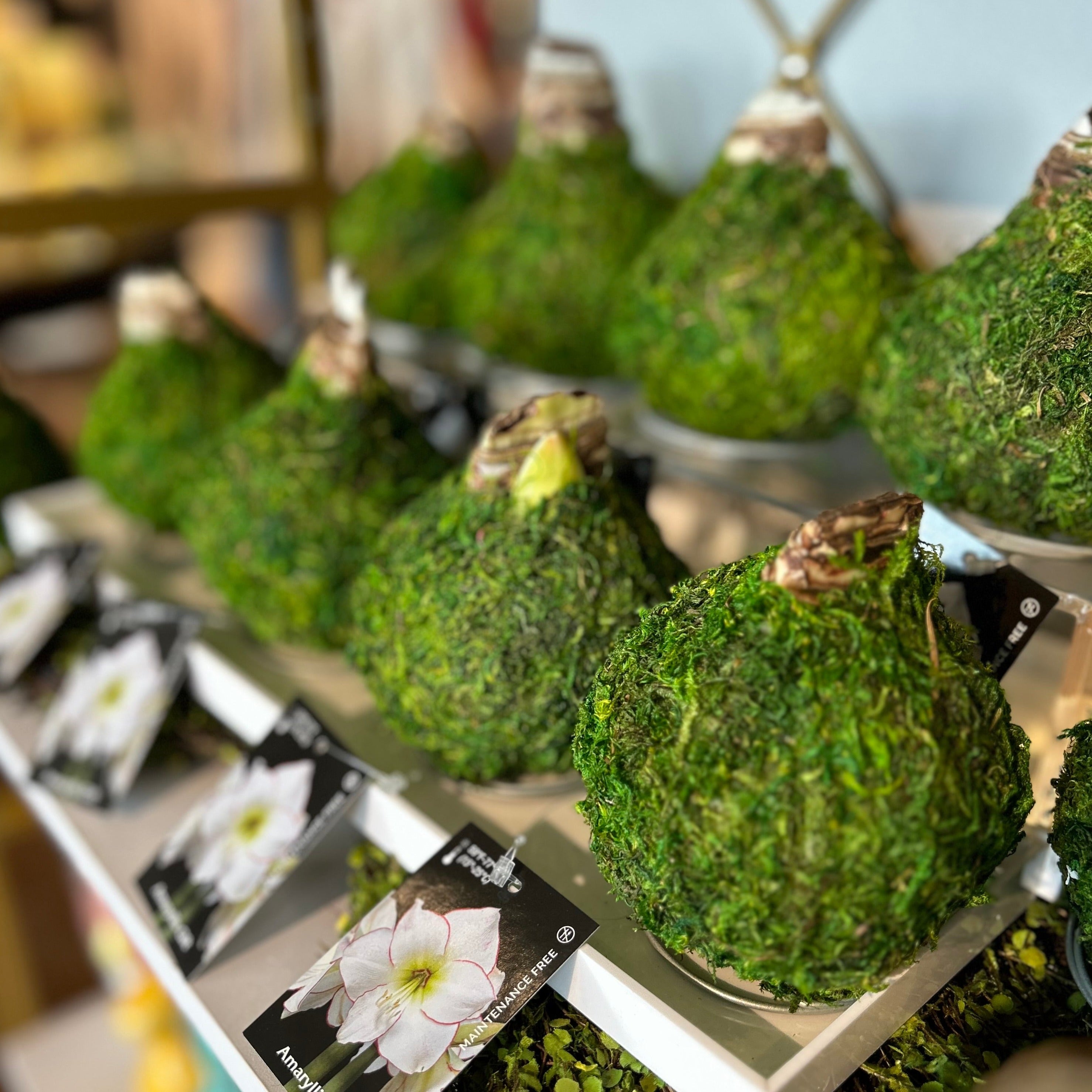 Amaryllis Bulb - Green Moss Coating
