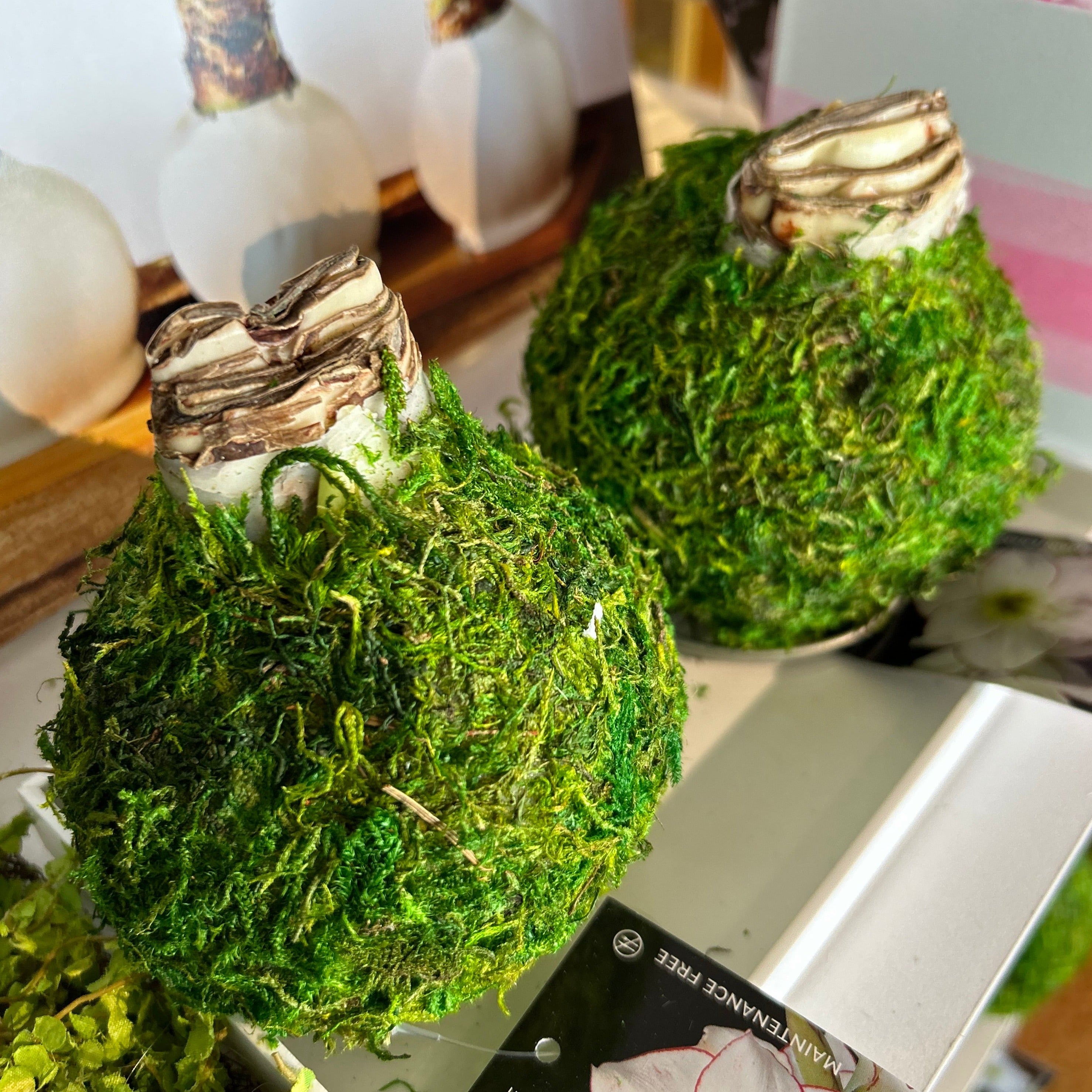 Amaryllis Bulb - Green Moss Coating