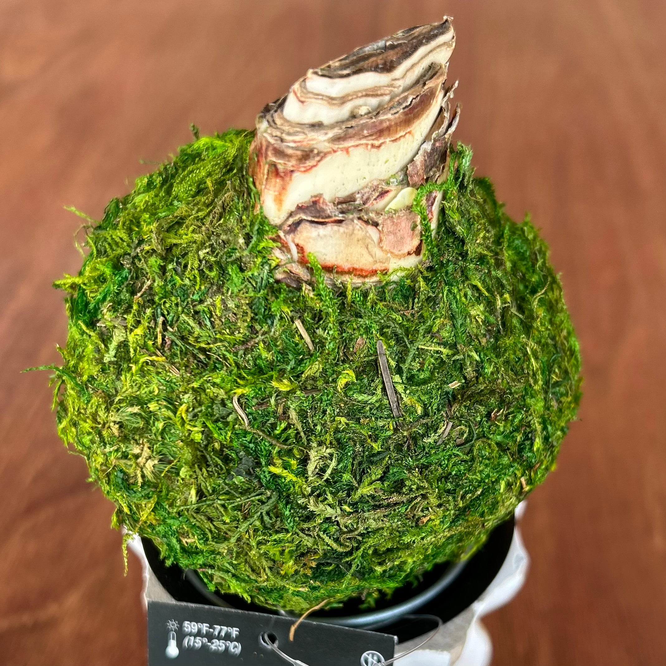 Amaryllis Bulb - Green Moss Coating