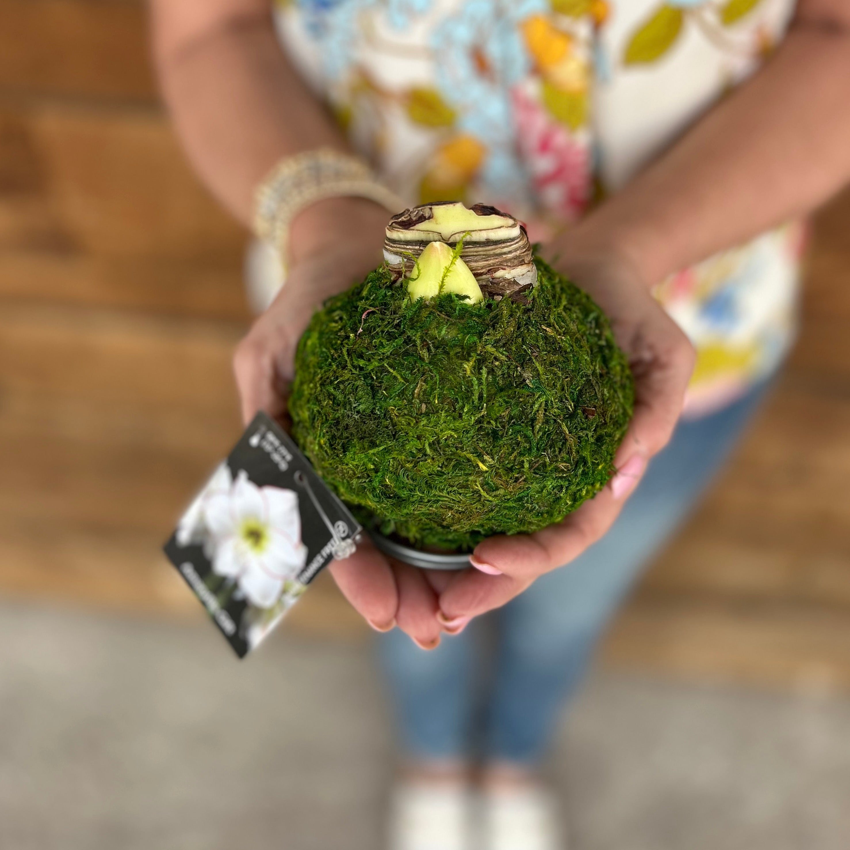 Amaryllis Bulb - Green Moss Coating