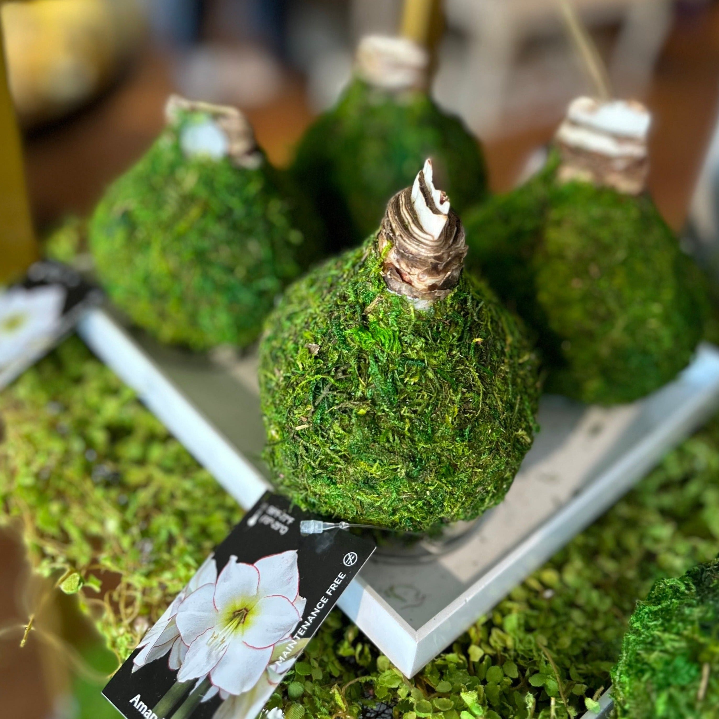 Amaryllis Bulb - Green Moss Coating