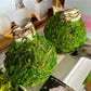 Amaryllis Bulb - Green Moss Coating