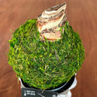Amaryllis Bulb - Green Moss Coating
