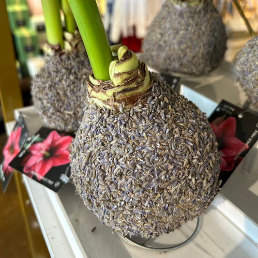Amaryllis Bulb - Lavender Seed Coating