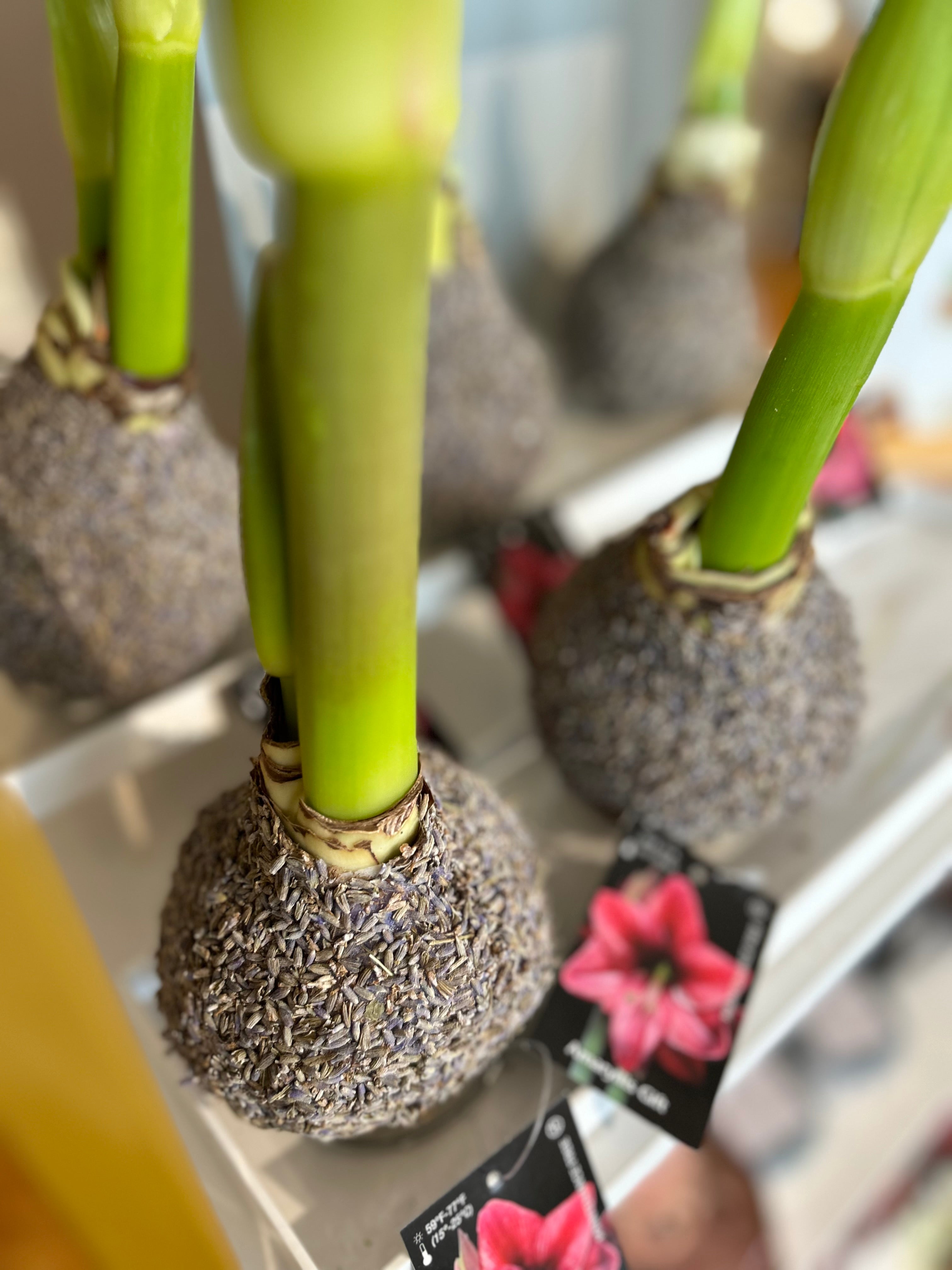 Amaryllis Bulb - Lavender Seed Coating