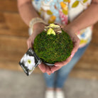 Amaryllis Bulb - Green Moss Coating