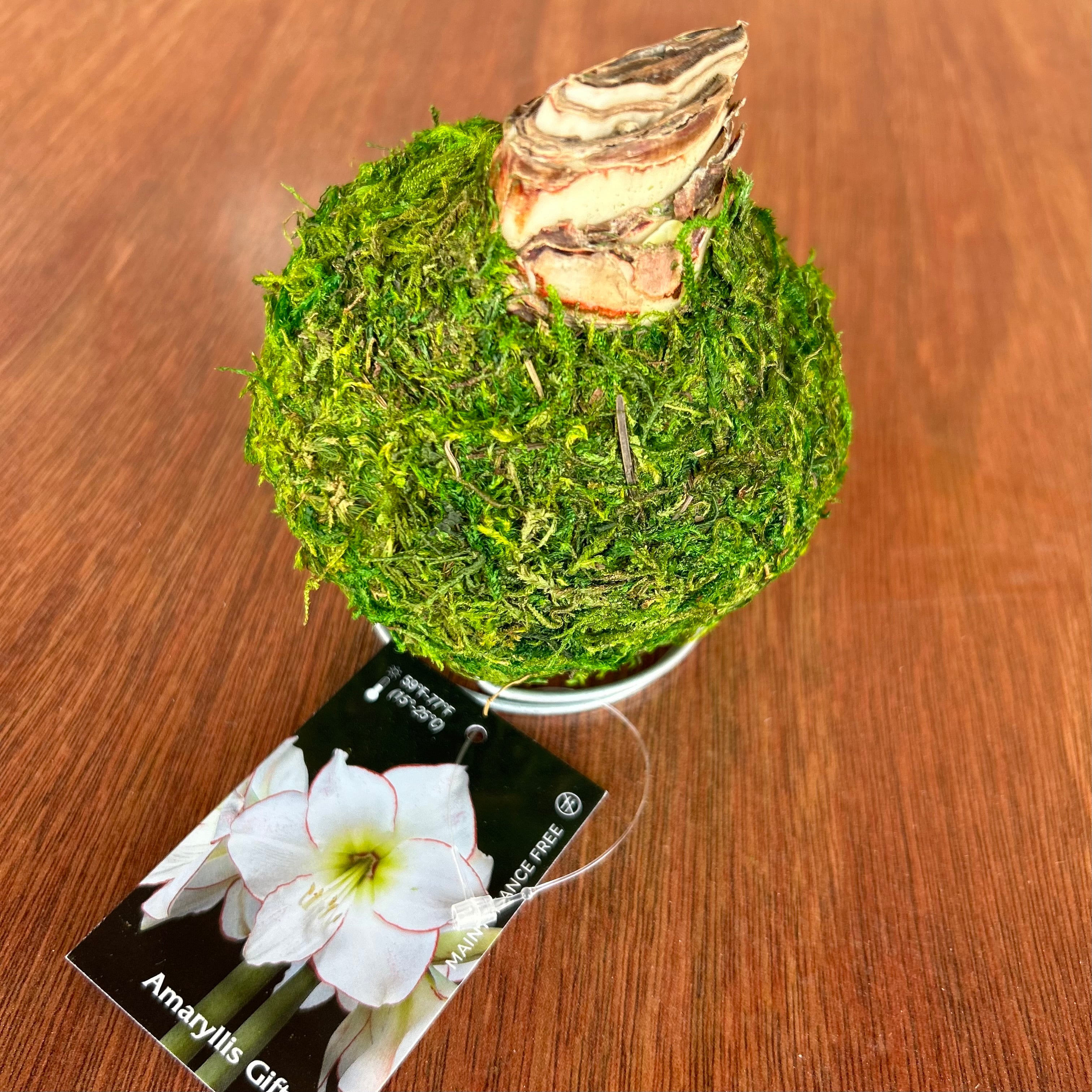 Amaryllis Bulb - Green Moss Coating